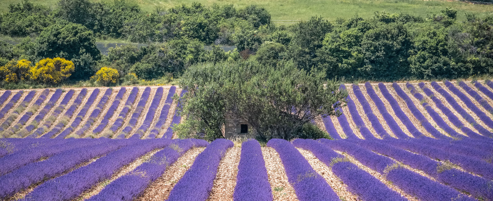 Miel de Lavande du Luberon, un délice de Provence