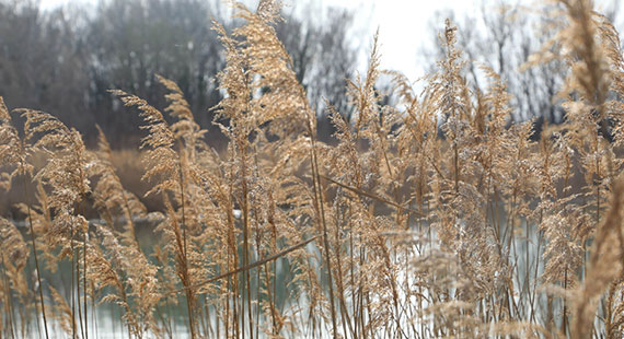 Espace Naturel Sensible d'Aubignan